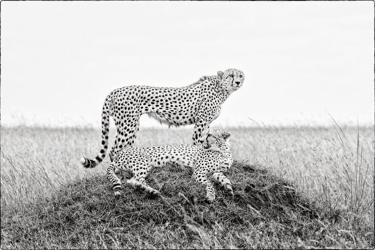 Wildlife Shots from Kenya's Wilderness