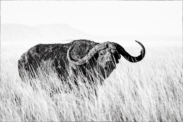 Wildlife Shots from Kenya's Wilderness