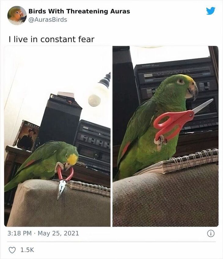 Funny Bird Pictures 