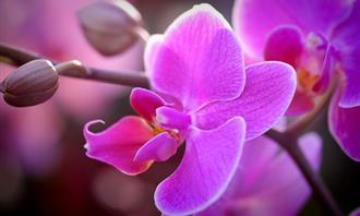 On what day of creation was your soul created: Orchid