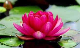 On what day of creation was your soul created: Lotus