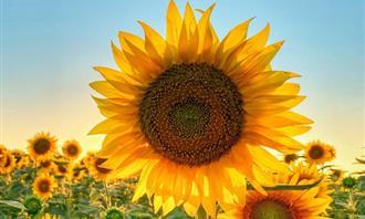 On what day of creation was your soul created: Sunflower