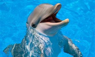 On what day of creation was your soul created: Dolphin