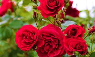 On what day of creation was your soul created: roses