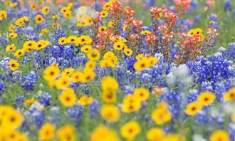 On what day of creation was your soul created: wild flowers