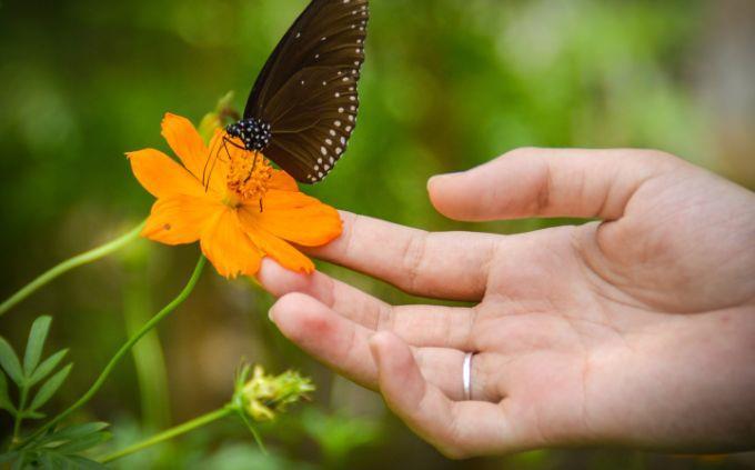 On what day of creation was your soul created: a hand touching a flower with a butterfly