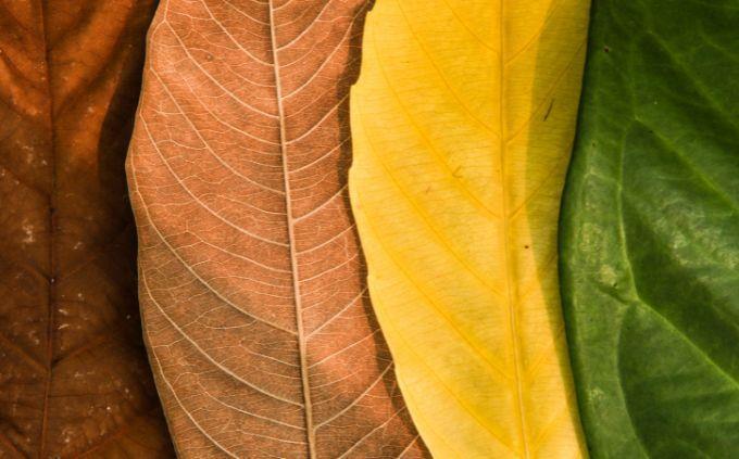 On what day of creation was your soul created: leaves of different colors