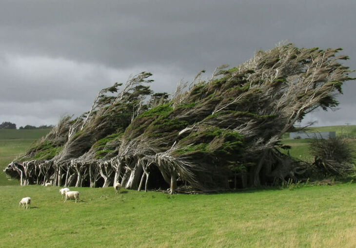 New Zealand 