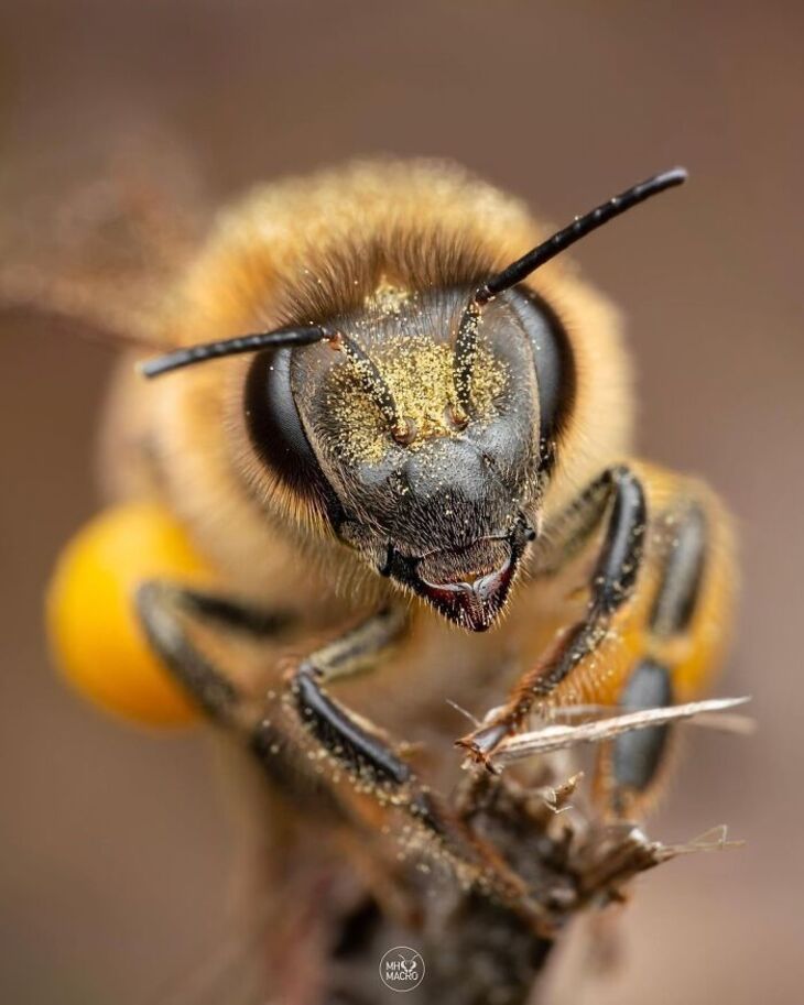 Macro Photos of Insects, 