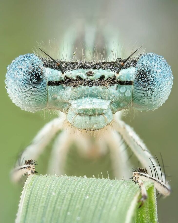 Macro Photos of Insects, 