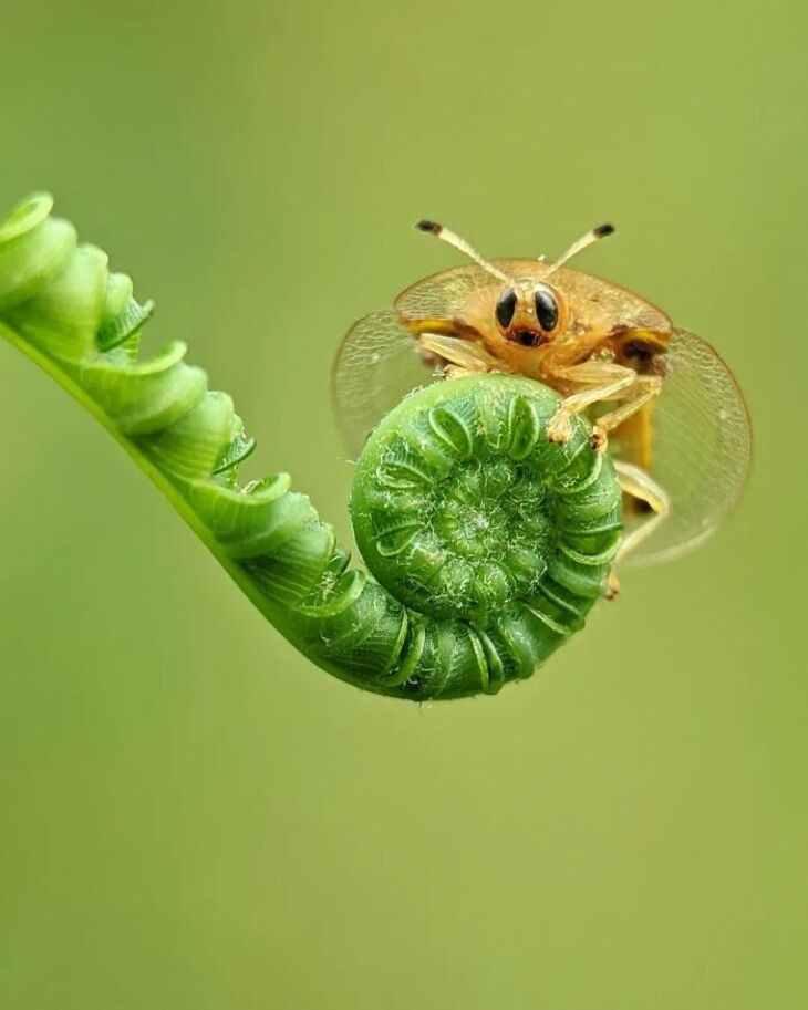 Macro Photos of Insects, 