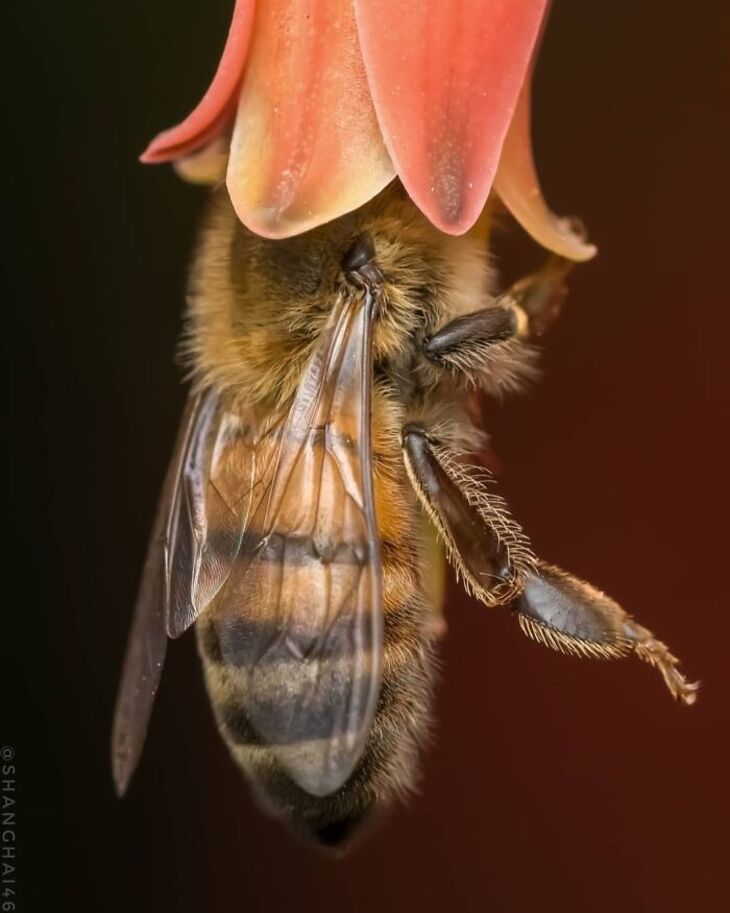 Macro Photos of Insects, 