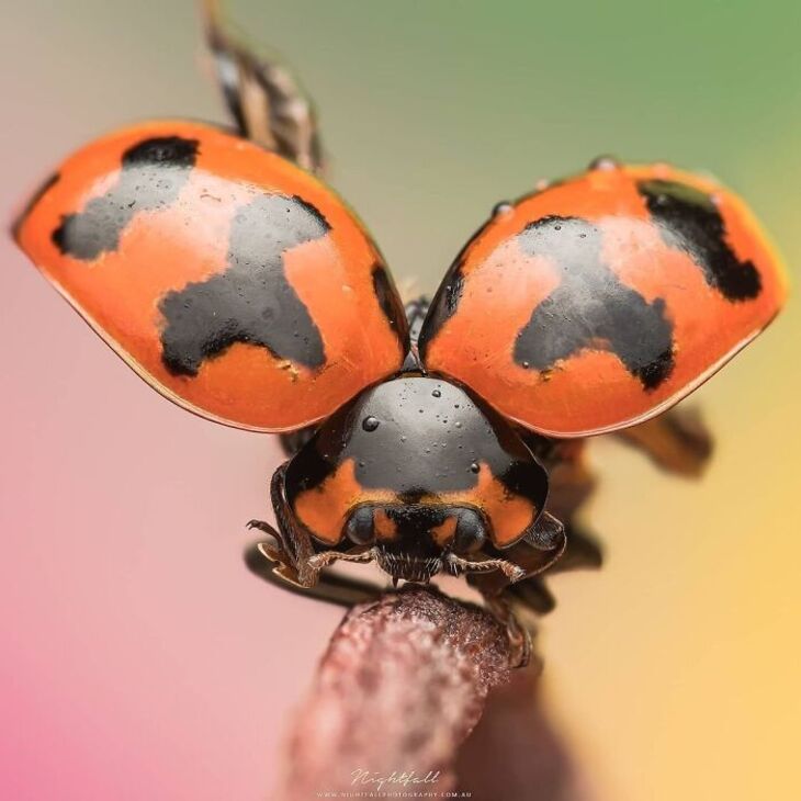 Macro Photos of Insects, 