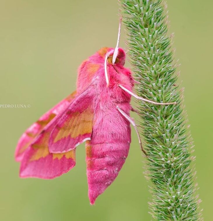 Macro Photos of Insects, 