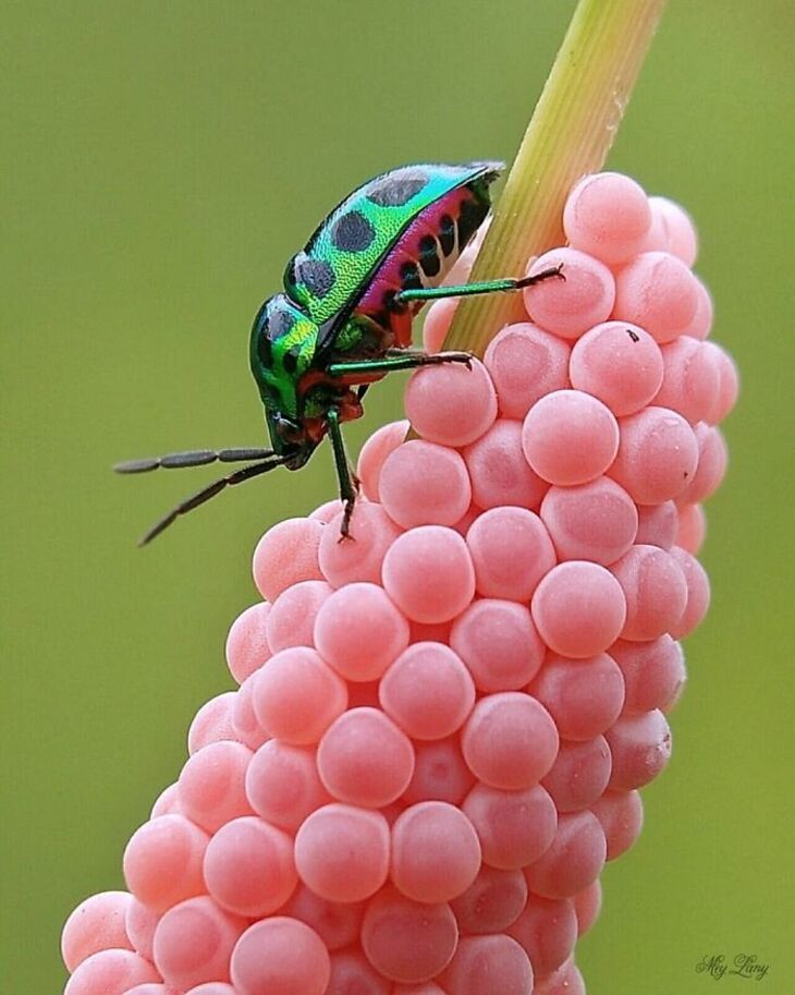 Macro Photos of Insects, 