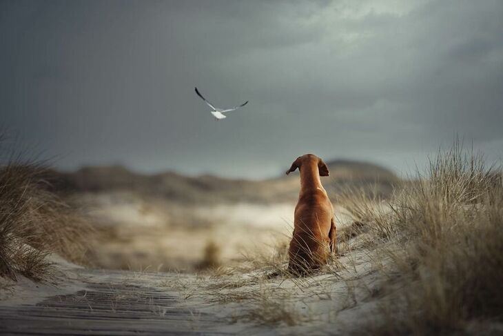 International Dog Photography Award Winners