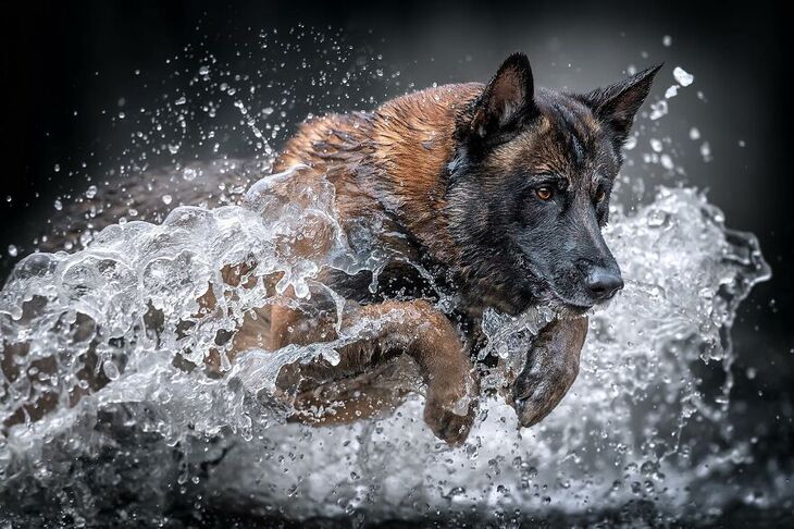 International Dog Photography Award Winners