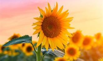 What moment of the day are you: Sunflower