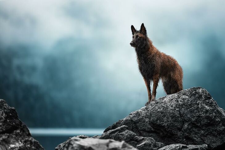 International Dog Photography Award Winners