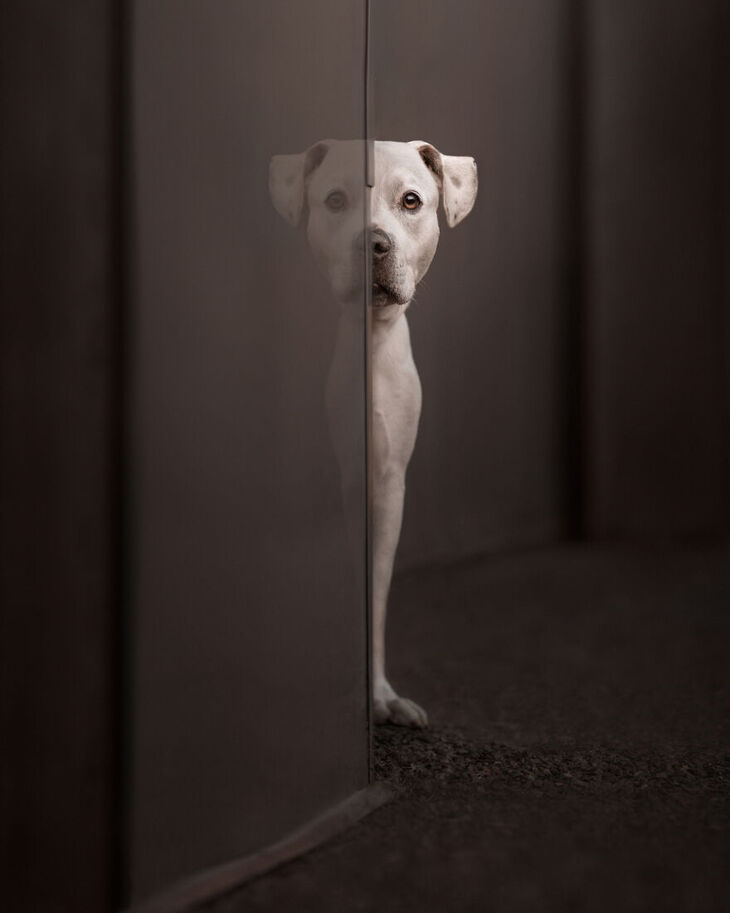 International Dog Photography Award Winners