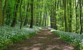 What moment of the day are you: a path in nature in the spring