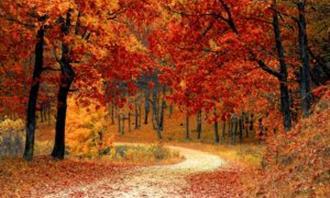 What moment of the day are you: a path in nature in autumn