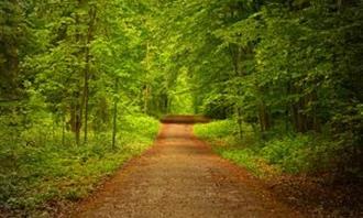 What moment of the day are you: a path in nature in the summer