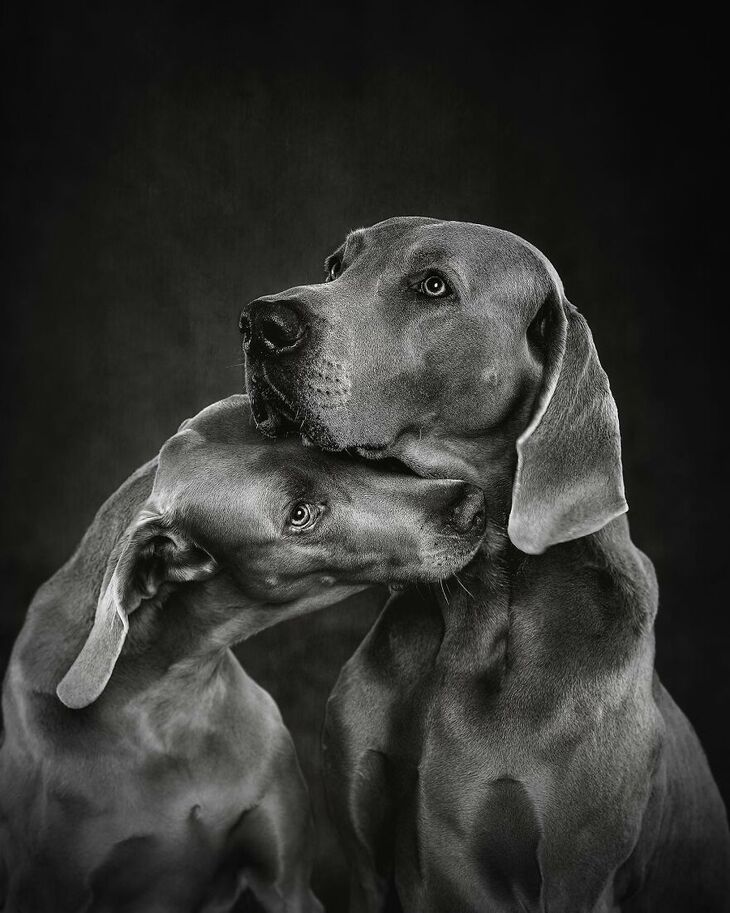 International Dog Photography Award Winners