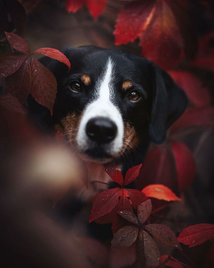 International Dog Photography Award Winners