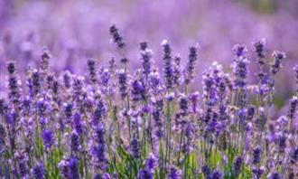 What moment of the day are you: lavender