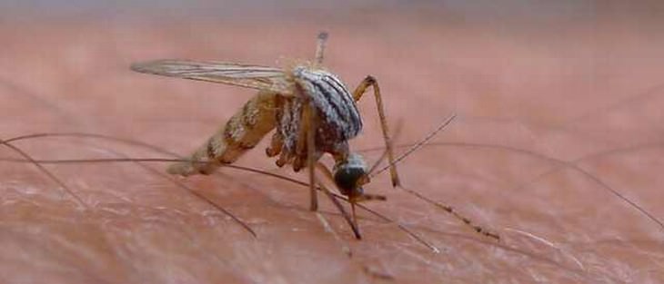 Close-up of a mosquito on skin