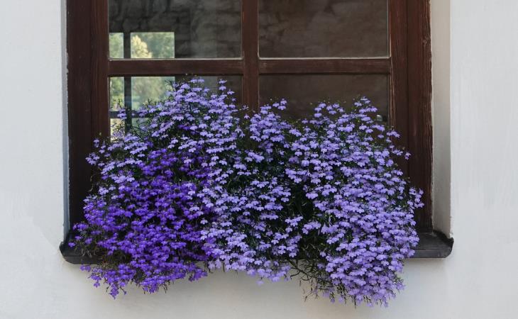 Beautiful Plants That Will Transform Your Windows