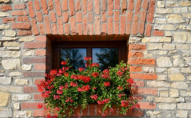 Beautiful Plants That Will Transform Your Windows