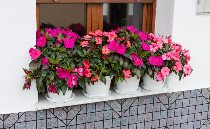 Beautiful Plants That Will Transform Your Windows