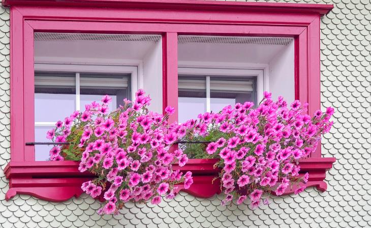 Beautiful Plants That Will Transform Your Windows