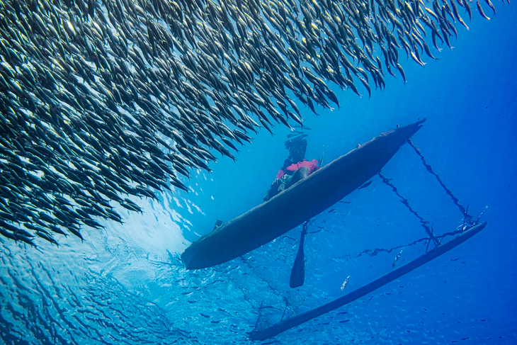 Ocean Photographer of the Year 2024