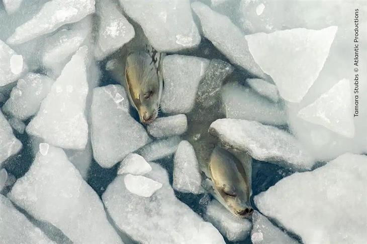 Selected Images from Wildlife Photographer of the Year 2024: Two Sleeping Crabeater Seals