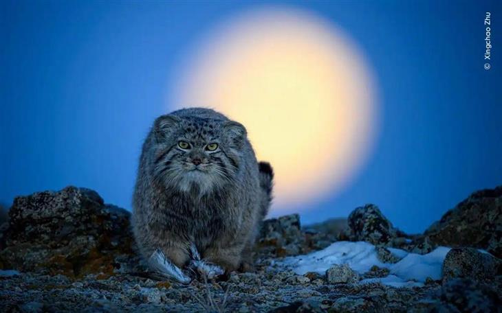 Selected Images from Wildlife Photographer of the Year 2024: Pallas's Cat