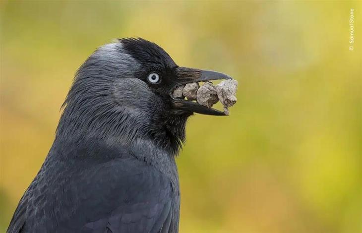 Selected Images from Wildlife Photographer of the Year 2024: Jackdaw with Stones in Beak