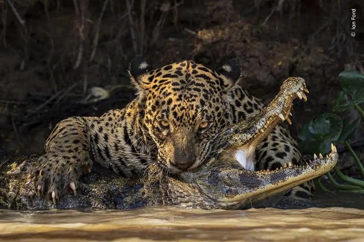 Selected Images from Wildlife Photographer of the Year 2024: Jaguar Bites Caiman