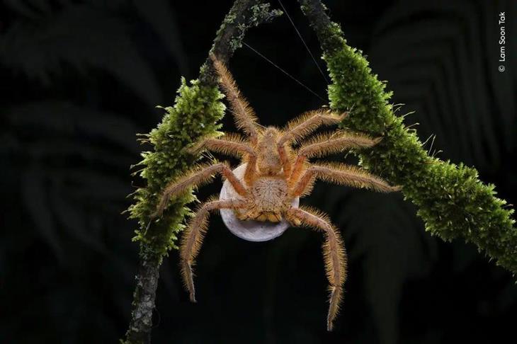 Selected Images from Wildlife Photographer of the Year 2024: David Bowie Spider with Egg Sack