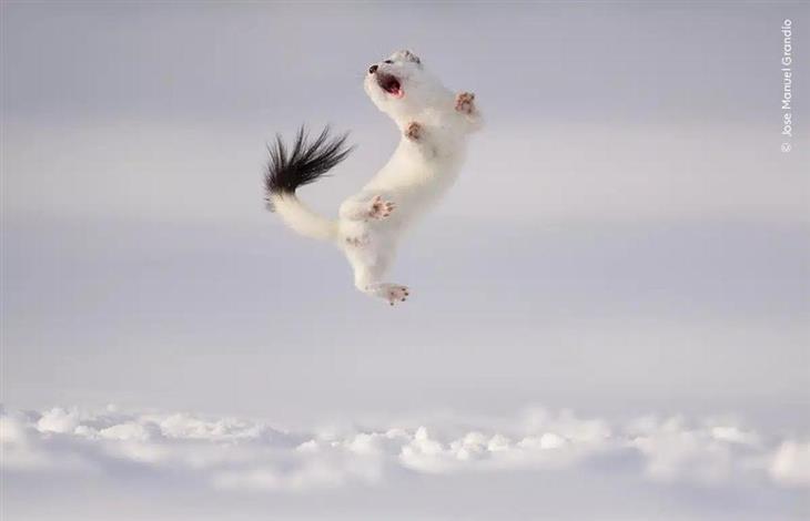 Selected Images from Wildlife Photographer of the Year 2024: Ermine Jumping