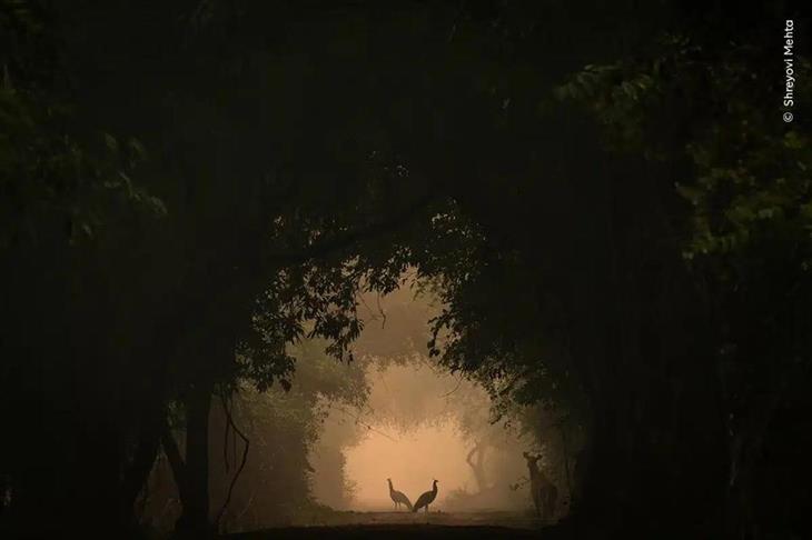 Selected Images from Wildlife Photographer of the Year 2024: Two Peafowls