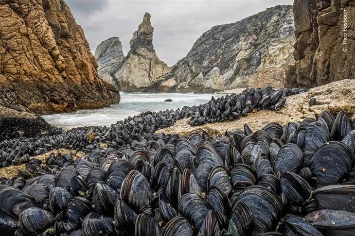 Selected Images from Wildlife Photographer of the Year 2024: Thousands of Mussels