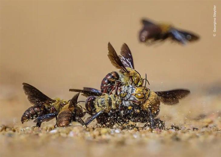 Selected Images from Wildlife Photographer of the Year 2024: Male Bees Competing for Female