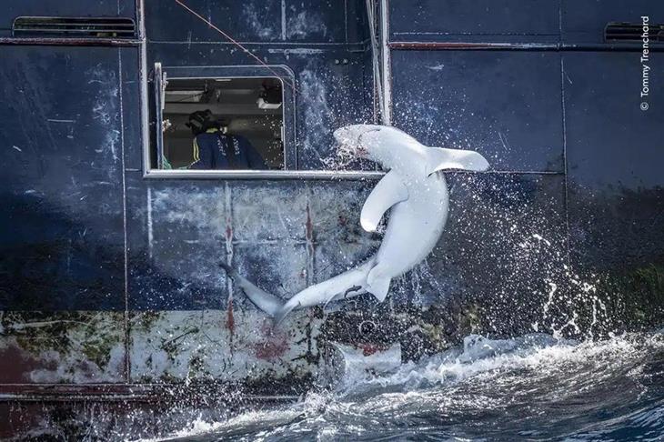 Selected Images from Wildlife Photographer of the Year 2024: Shark Caught on a Fishing Line