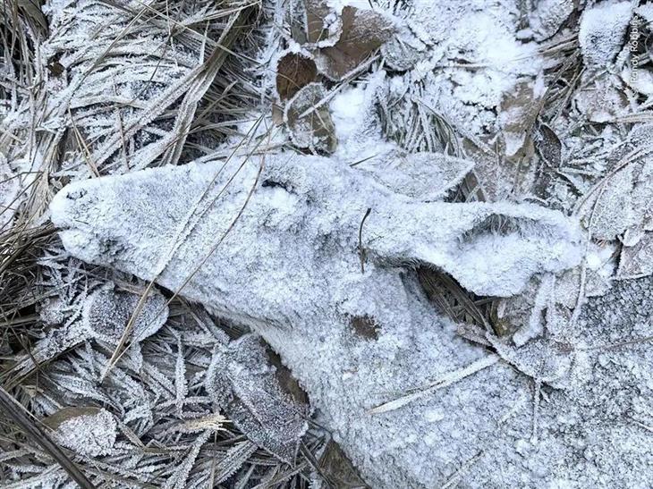 Selected Images from Wildlife Photographer of the Year 2024: Frozen Deer Carcass