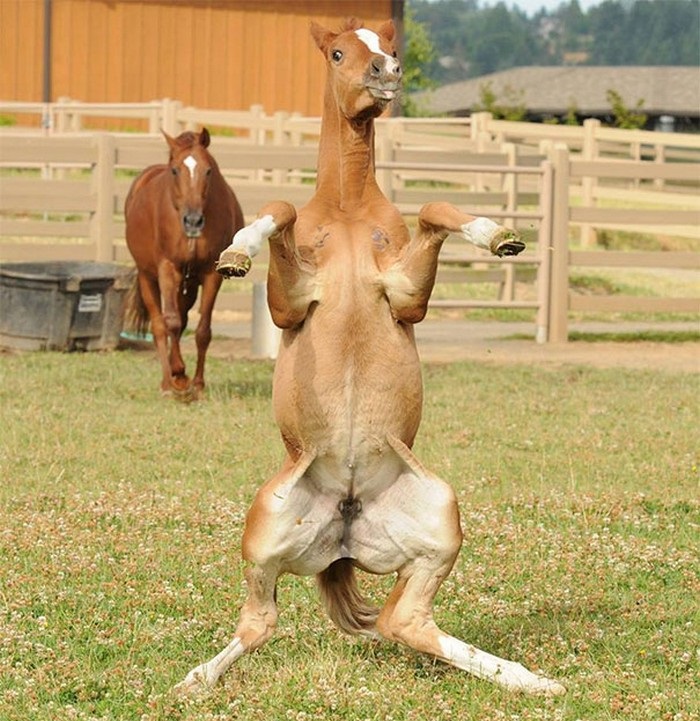 Funny perfectly timed photos: horse standing on hind legs