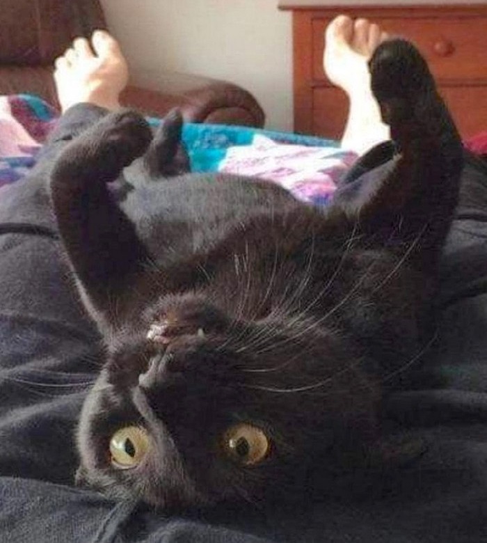 Funny perfectly timed photos: cat lying on person and looks like it has human legs