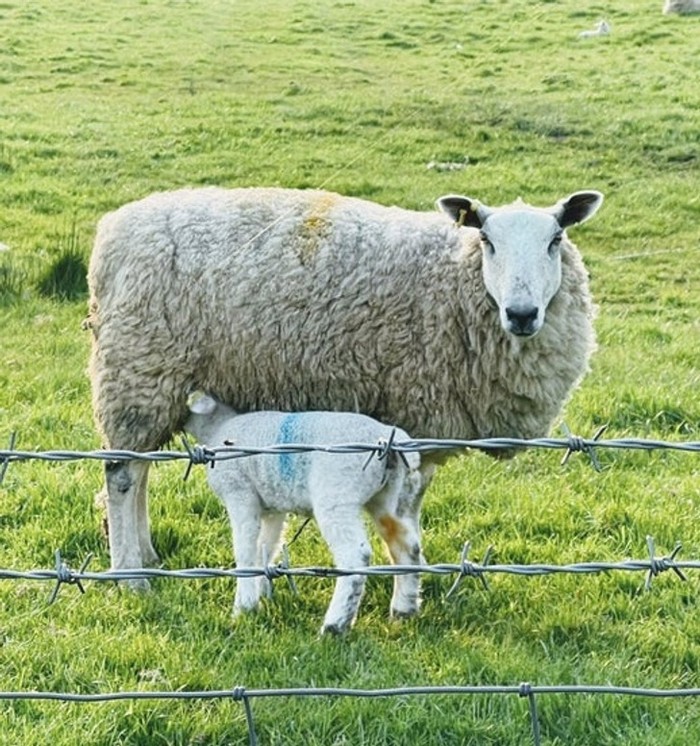 Funny perfectly timed photos: sheep whose legs are hidden